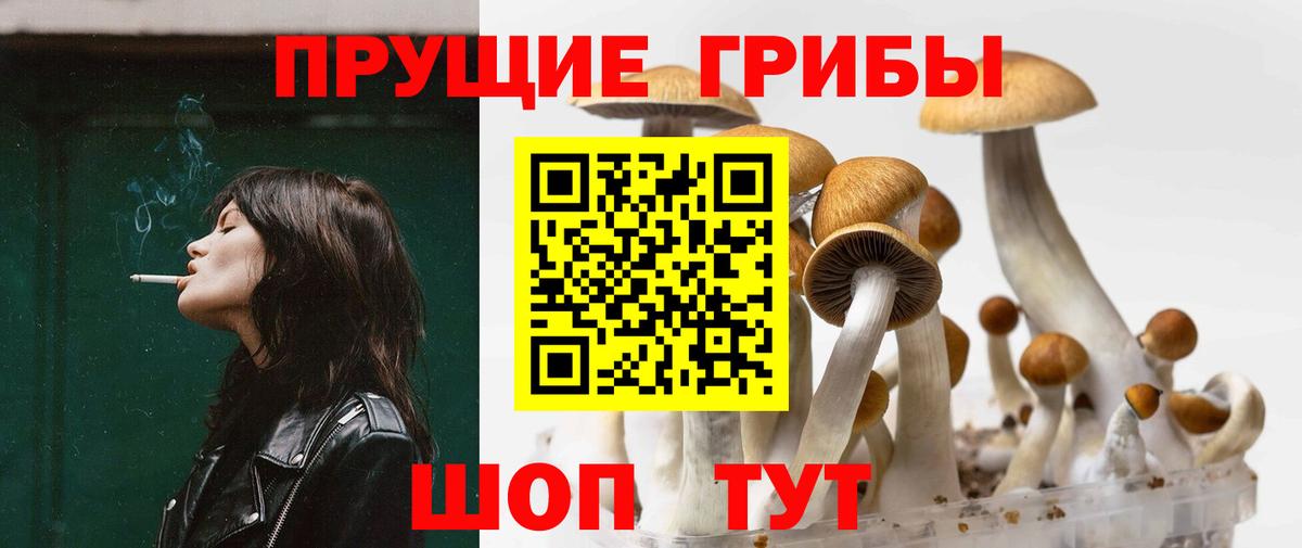 Осинники  Галлюциногенные грибы прущие грибы  Вход с VPN  Псилоцибиновые грибы Cubensis 